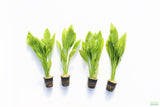 Sword Bleheri_Echinodorus_Aquarium Plant For Sale