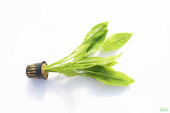 Sword Bleheri_Echinodorus_Aquarium Plant For Sale