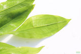 Sword Bleheri_Echinodorus_Aquarium Plant For Sale