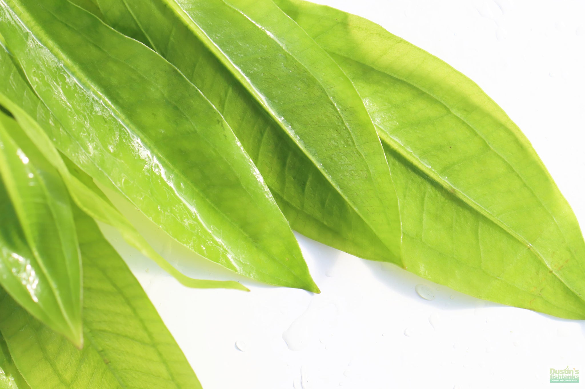 bleheri plant Amazon Swords (Echinodorus Bleheri) Sword (POTTED) – DustinsFishtanks