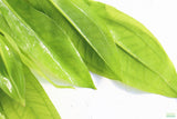 Sword Bleheri_Echinodorus_Aquarium Plant For Sale