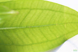 Sword Bleheri_Echinodorus_Aquarium Plant For Sale