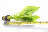 Sword Bleheri_Echinodorus_Aquarium Plant For Sale