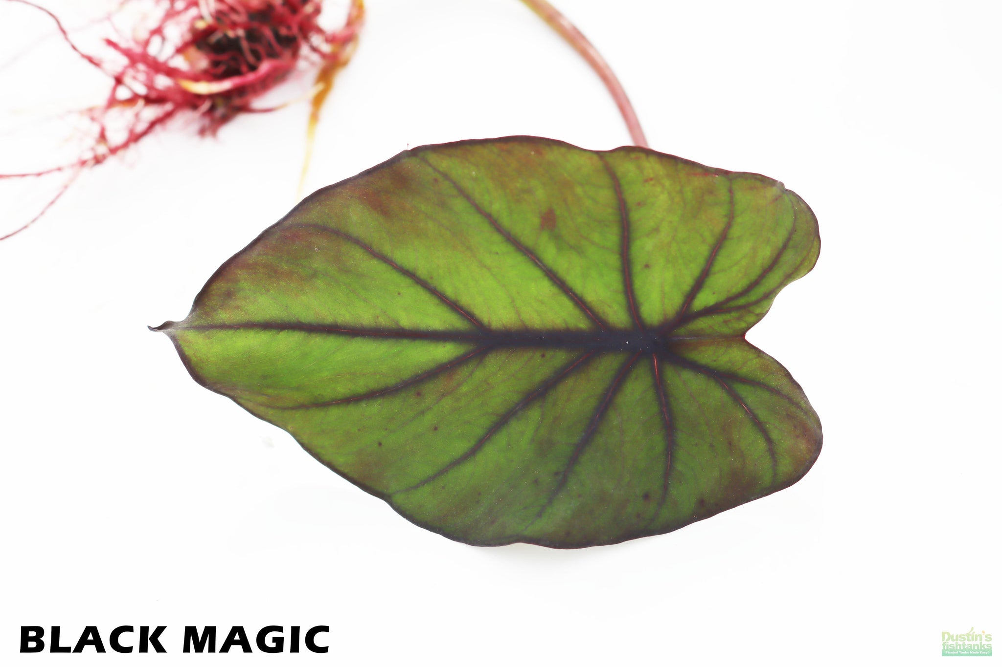 Taro Plants (6 Types!) – DustinsFishtanks