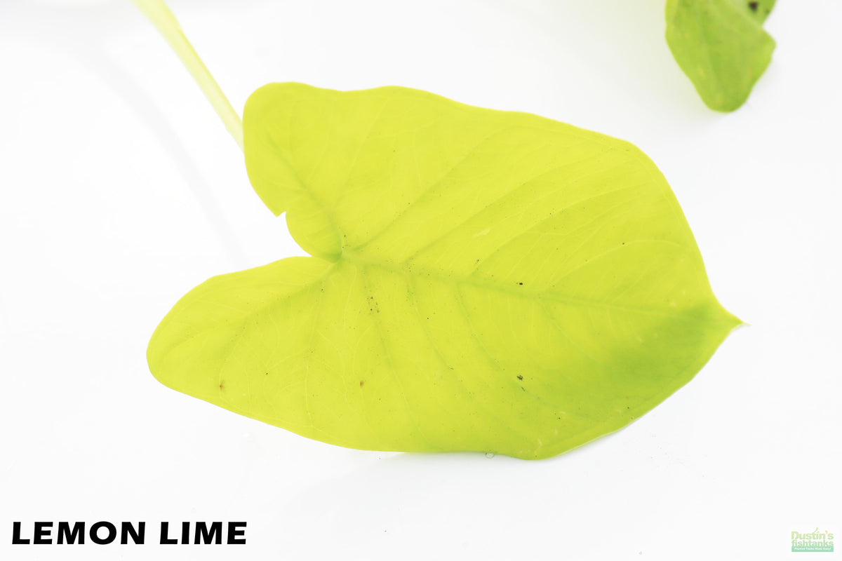 Taro Plants (6 Types!) – DustinsFishtanks