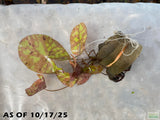 Tri Color Lotus_Aquarium Plant For Sale
