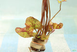Tri Color Lotus_Aquarium Plant For Sale