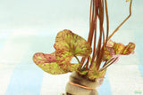 Tri Color Lotus_Aquarium Plant For Sale
