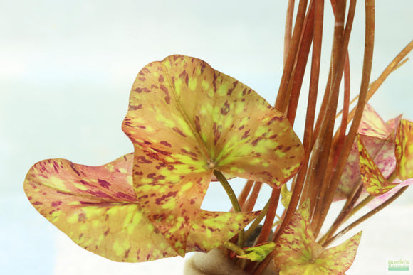 Tri Color Lotus_Aquarium Plant For Sale