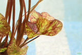 Tri Color Lotus_Aquarium Plant For Sale