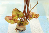 Tri Color Lotus_Aquarium Plant For Sale