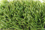 Vallisneria Asiatica Biwaensis_Aquarium Plant For Sale