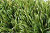 Vallisneria Asiatica Biwaensis_Aquarium Plant For Sale