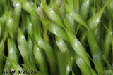 Vallisneria Asiatica Biwaensis_Aquarium Plant For Sale