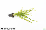 Vallisneria Asiatica Biwaensis_Aquarium Plant For Sale