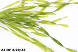 Vallisneria Asiatica Biwaensis_Aquarium Plant For Sale