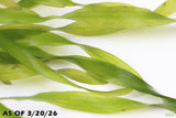 Vallisneria Asiatica Biwaensis_Aquarium Plant For Sale