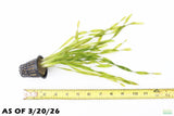 Vallisneria Asiatica Biwaensis_Aquarium Plant For Sale