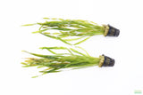 Vallisneria Asiatica Biwaensis_Val_Aquarium Plant For Sale