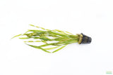 Vallisneria Asiatica Biwaensis_Val_Aquarium Plant For Sale