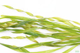 Vallisneria Asiatica Biwaensis_Val_Aquarium Plant For Sale