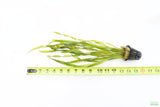 Vallisneria Asiatica Biwaensis_Val_Aquarium Plant For Sale