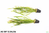Vallisneria Asiatica Biwaensis_Val_Aquarium Plant For Sale