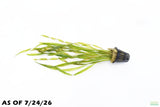 Vallisneria Asiatica Biwaensis_Val_Aquarium Plant For Sale
