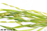 Vallisneria Asiatica Biwaensis_Val_Aquarium Plant For Sale