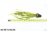 Vallisneria Asiatica Biwaensis_Val_Aquarium Plant For Sale