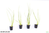 Vallisneria Nana_Aquarium Plant For Sale