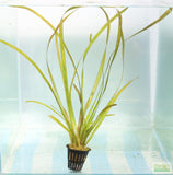 Vallisneria Spiralis Leopard_Easy Background Aquarium Plant_Leopard Val