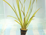 Vallisneria Spiralis Leopard_Easy Background Aquarium Plant_Leopard Val