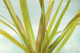 Vallisneria Spiralis Leopard_Easy Background Aquarium Plant_Leopard Val