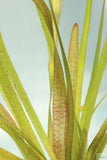 Vallisneria Spiralis Leopard_Easy Background Aquarium Plant_Leopard Val