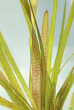 Vallisneria Spiralis Leopard_Easy Background Aquarium Plant_Leopard Val