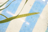 Vallisneria Spiralis Leopard_Easy Background Aquarium Plant_Leopard Val