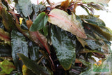 Cryptocoryne 'Petchii"