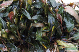 Cryptocoryne 'Petchii"