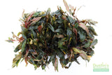 Cryptocoryne 'Petchii"