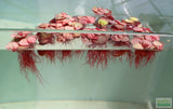 Red Root Floater (Wow Floating Plant) Phyllanthus Fluitans (GREEN/Red  ON TOP) BF25