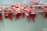 Red Root Floater (Wow Floating Plant) Phyllanthus Fluitans (GREEN/Red  ON TOP) BF25