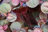 Red Root Floater (Wow Floating Plant) Phyllanthus Fluitans (GREEN/Red  ON TOP) BF25