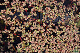 Red Root Floater (Wow Floating Plant) Phyllanthus Fluitans (GREEN/Red  ON TOP) BF25