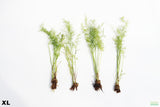 Water Sprite XL_aquarium plant for sale