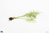 Water Sprite XL_aquarium plant for sale
