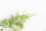 Water Sprite XL_aquarium plant for sale