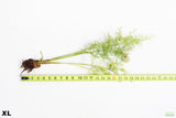 Water Sprite XL_aquarium plant for sale
