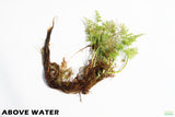Water Sprite_Above Water Grown_Aquarium Plant For Sale