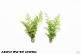 Water Sprite_Above Water Grown_Aquarium Plant For Sale